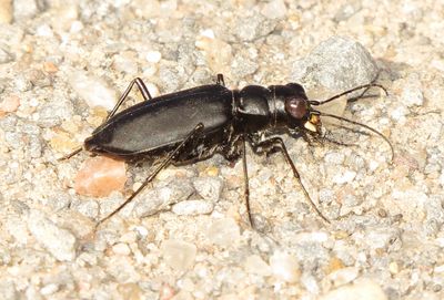 Large Grassland Tiger Beetle