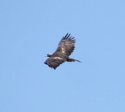 Golden Eagle