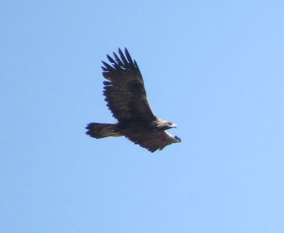 Golden Eagle