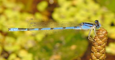 Familiar Bluet
