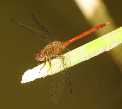 Autumn Meadowhawk