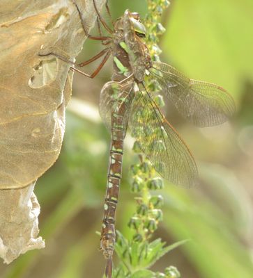 Shadow Darner