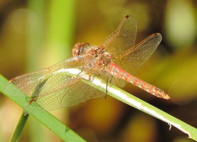 Variegated Meadowhawk