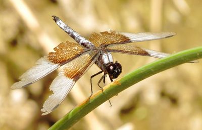 Widow Skimmer