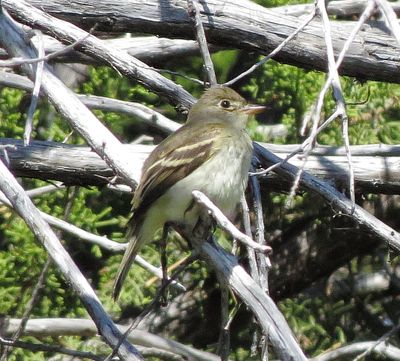 Willow Flycatcher