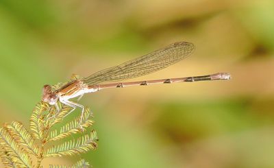 Variable Dancer