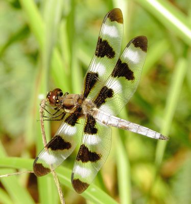 Twelve-Spotted Skimmer