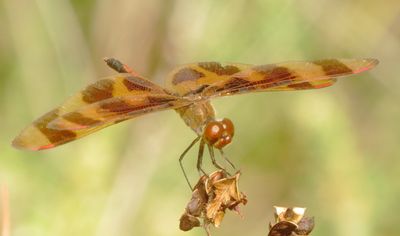Halloween Pennant