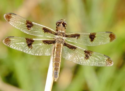 Twelve-Spotted Skimmer