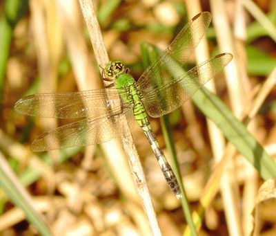 Eastern Pondhawk
