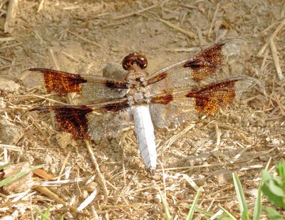 Common Whitetail