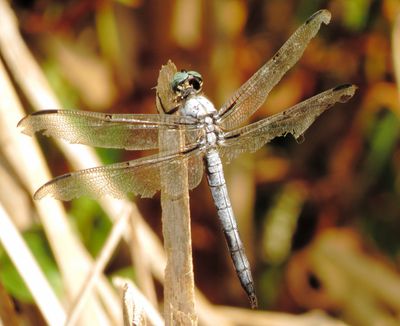 Great Blue Skimmer