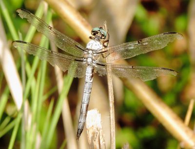 Great Blue Skimmer