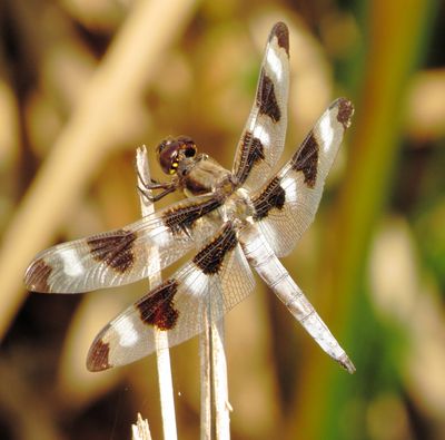 Twelve-Spotted Skimmer