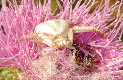 White-Banded Crab Spider