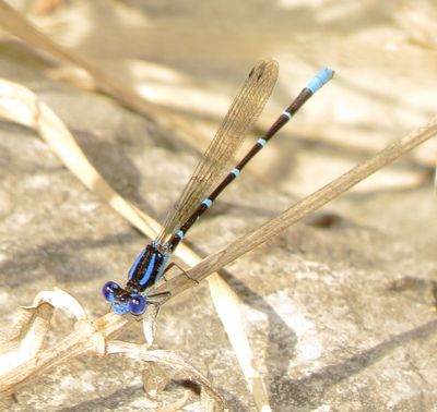 Blue-Ringed Dancer