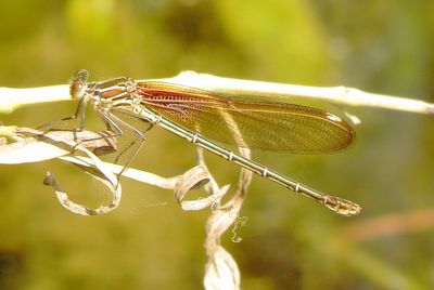 American Rubyspot
