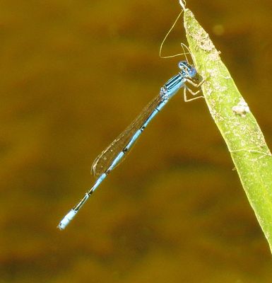 Double-Striped Bluet