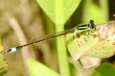 Rambur's Forktail