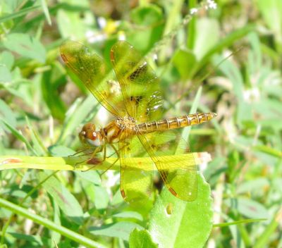 Eastern Amberwing