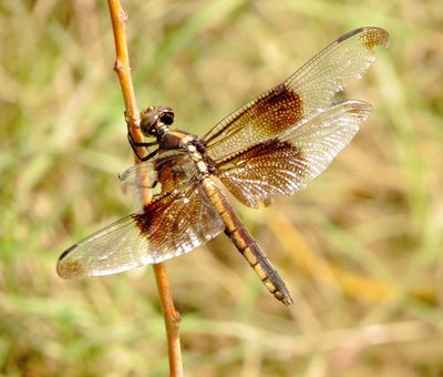 Widow Skimmer