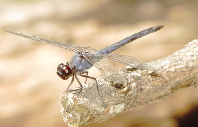 Slaty Skimmer