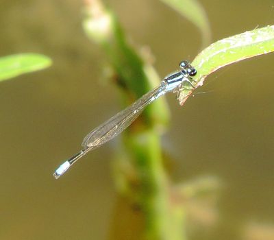Skimming Bluet