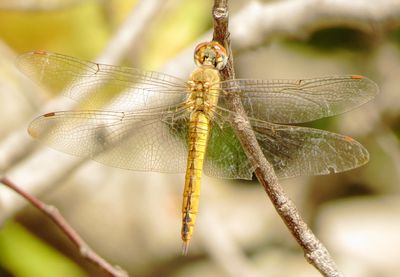 Wandering Glider