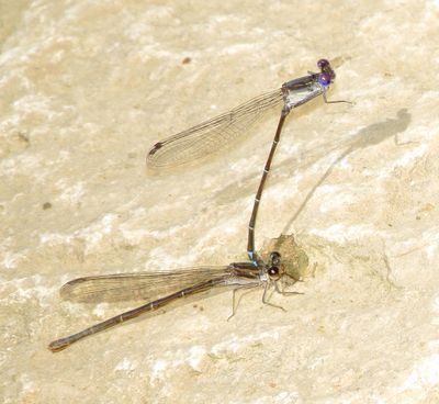 Dusky Dancer