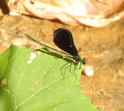 Ebony Jewelwing