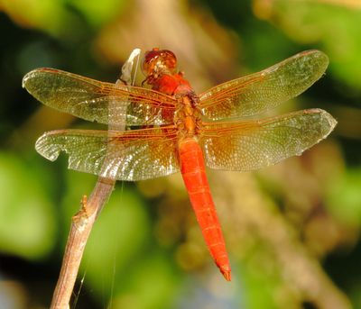 Neon Skimmer