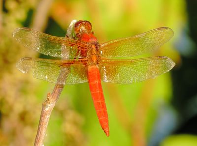 Neon Skimmer