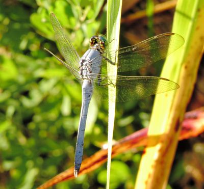 Eastern Pondhawk