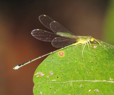 Vesper Bluet