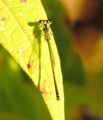 Fragile Forktail