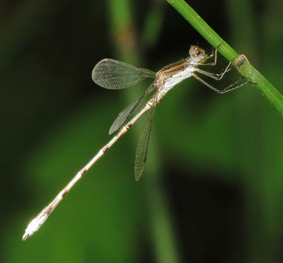 Southern Spreadwing