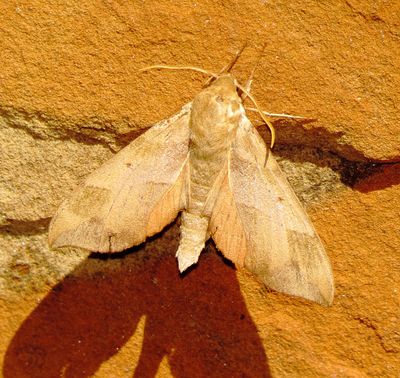 Virginia Creeper Sphinx Moth
