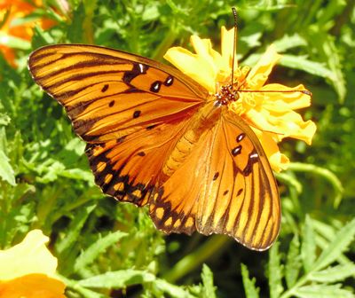 Gulf Fritillary