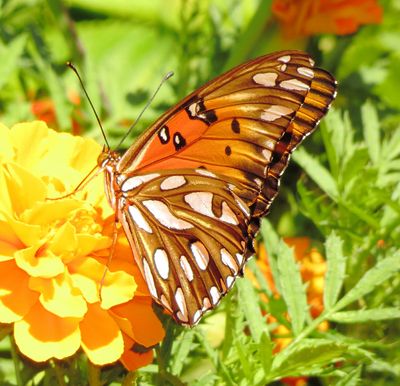 Gulf Fritillary