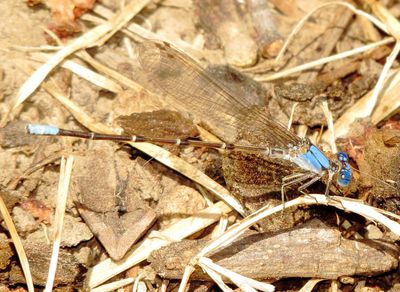 Blue-Fronted Dancer