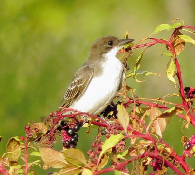 Eastern Kingbird