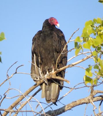 Turkey Vulture