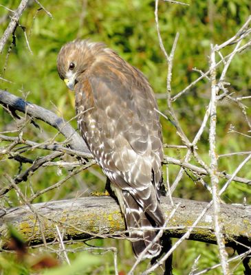Red-Shouldered Hawk