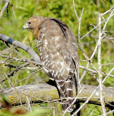 Red-Shouldered Hawk
