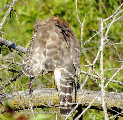 Red-Shouldered Hawk