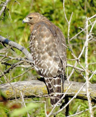 Red-Shouldered Hawk