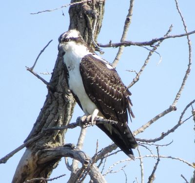 Osprey