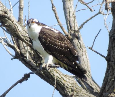 Osprey