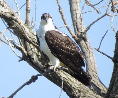 Osprey