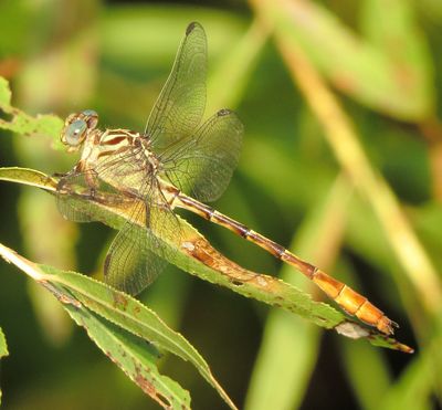 Russet-Tipped Clubtail